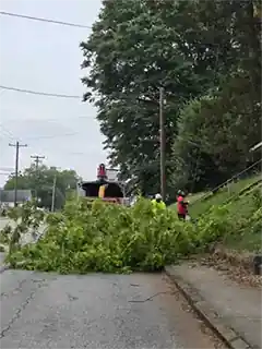 Tree Service in Anderson