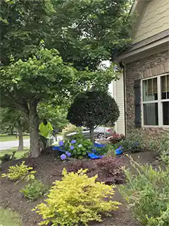 Tree Service Removal Cutting Chipping Anderson